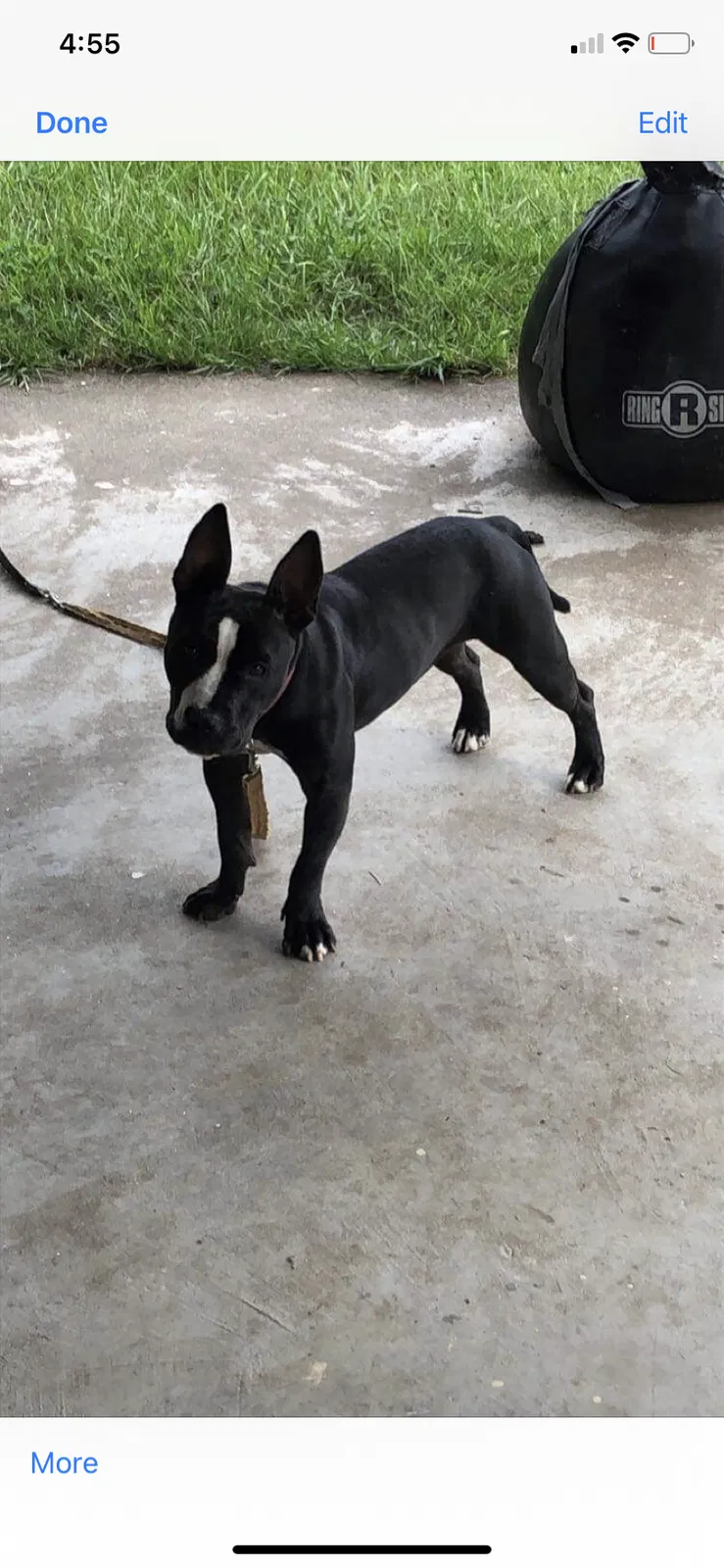 Lost dog in Gaffney, SC, 29341