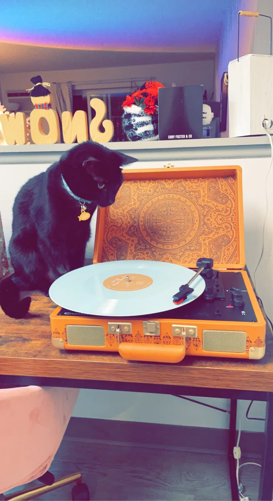 Lost cat in Denver, CO, 80246