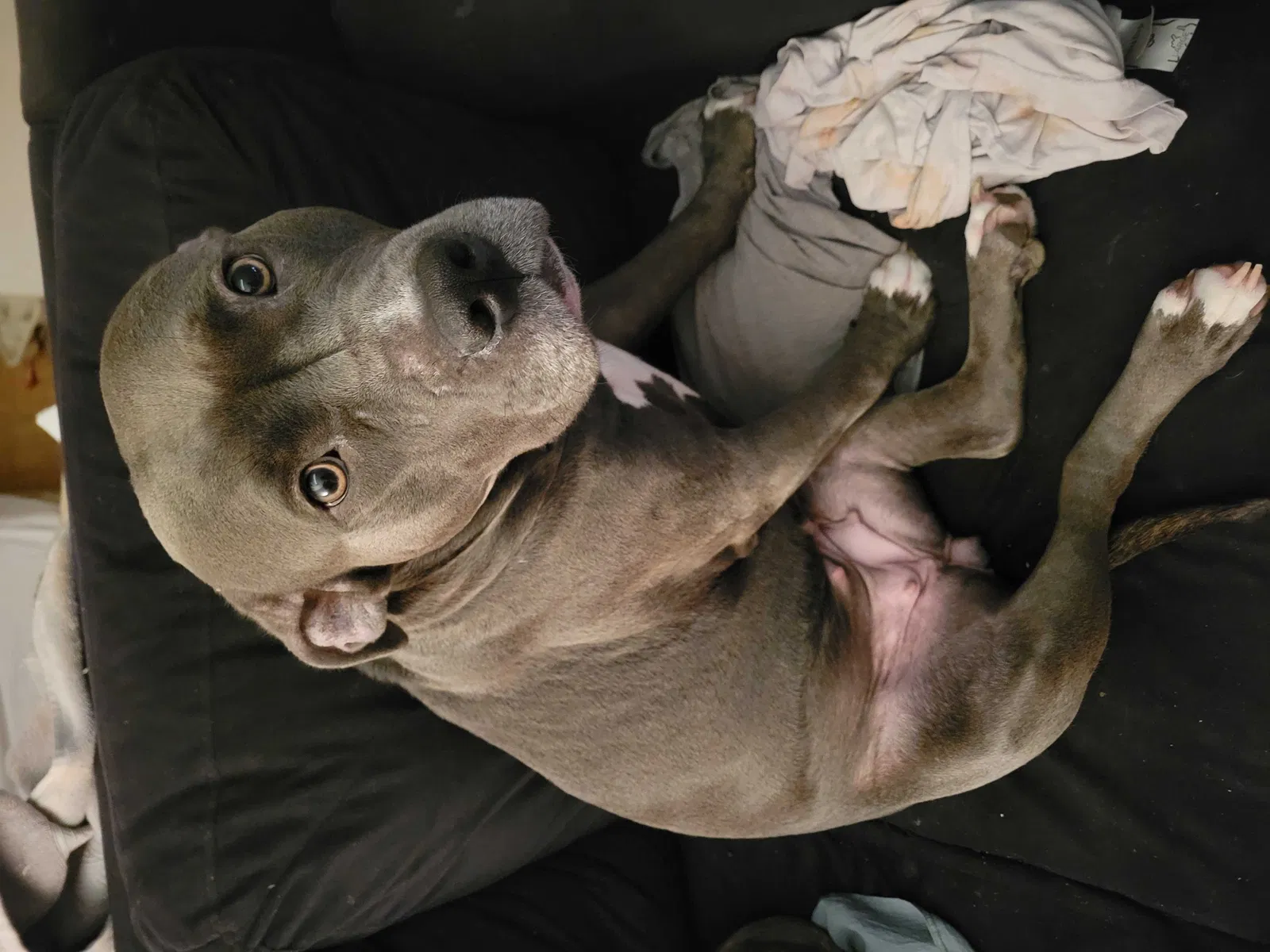 Lost dog in Springfield, VA, 22152
