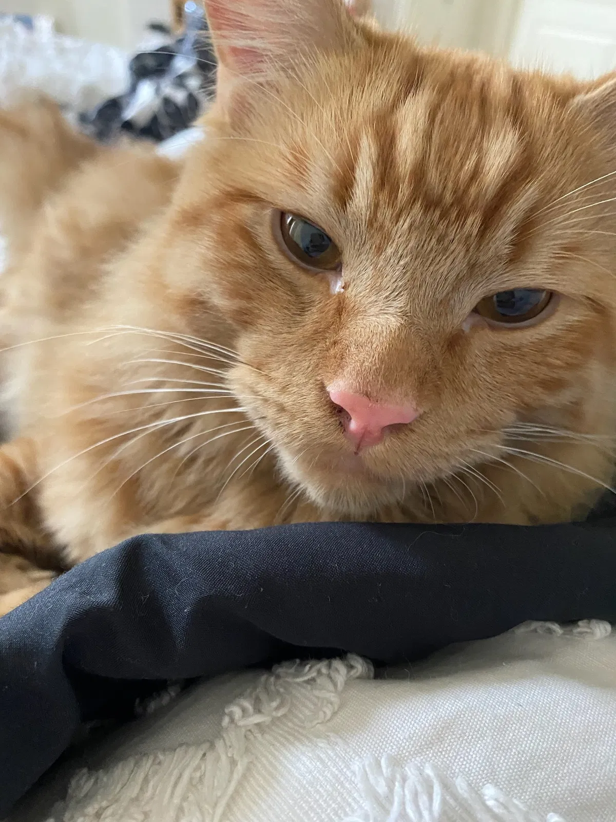 Lost cat in Fresno, CA, 93720