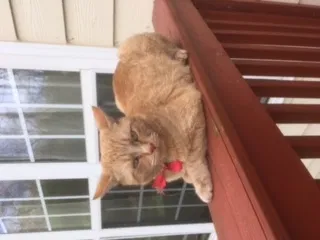 Lost cat in Kennesaw, GA, 30152