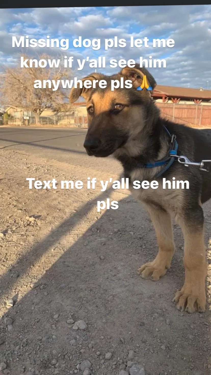Lost dog in Las Vegas, NV, 89156