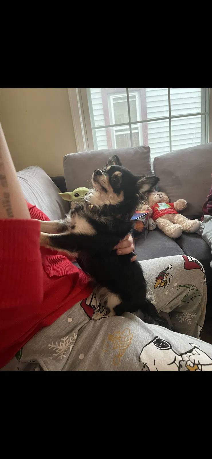 Lost dog in Westland, MI, 48186