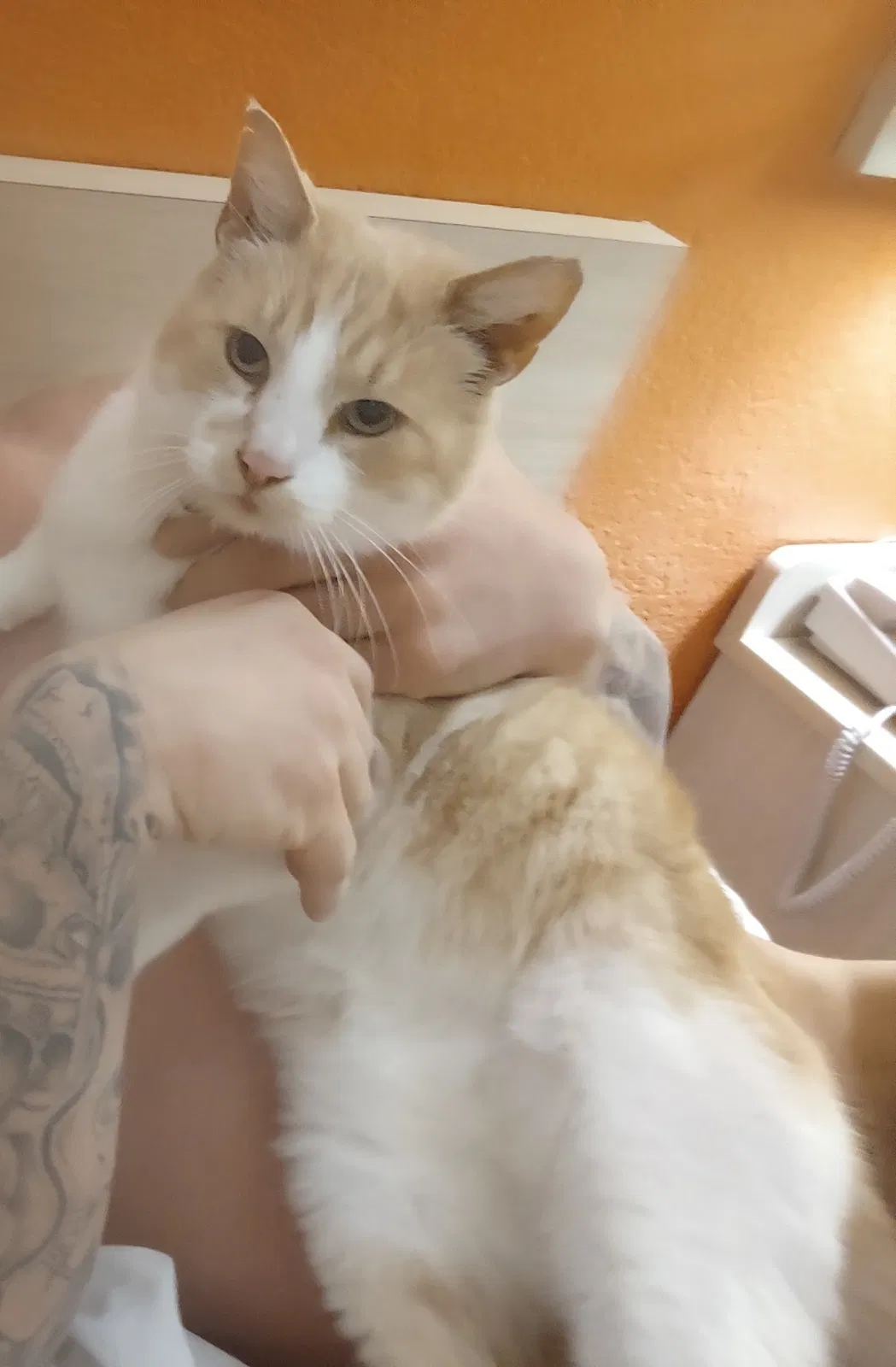 Lost cat in Portland, OR, 97202