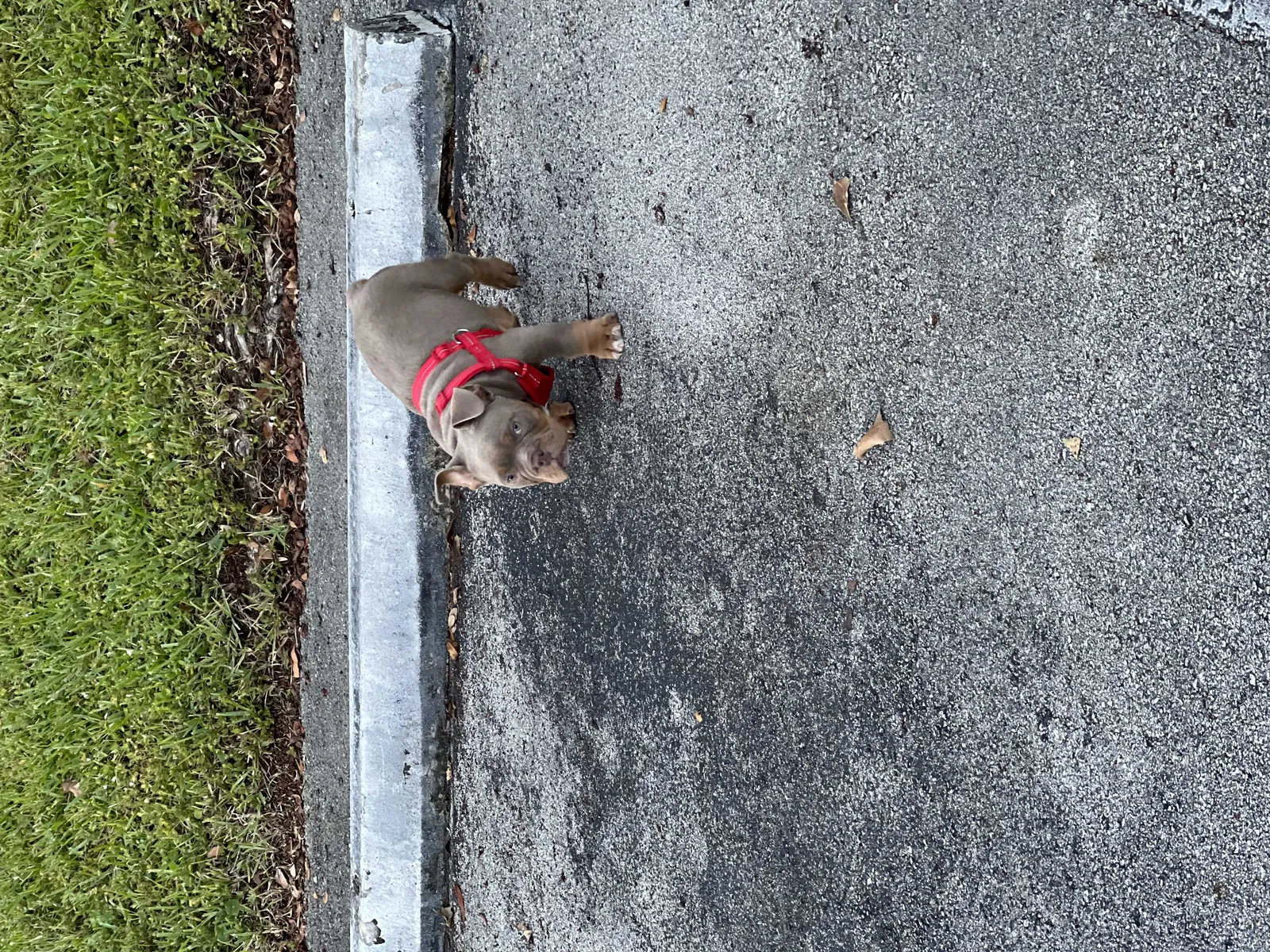 Lost dog in Pompano Beach, FL, 33068