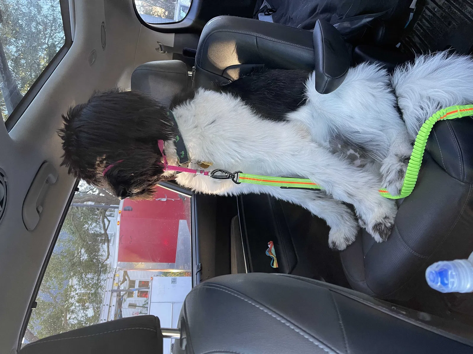 Lost dog in Charleston, SC, 29401