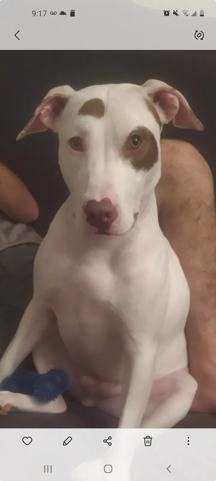 Lost dog in Miami, FL, 33142