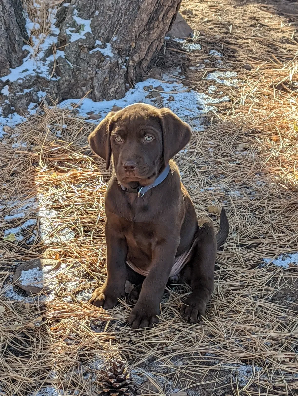 Lost dog in Pueblo, CO, 81007