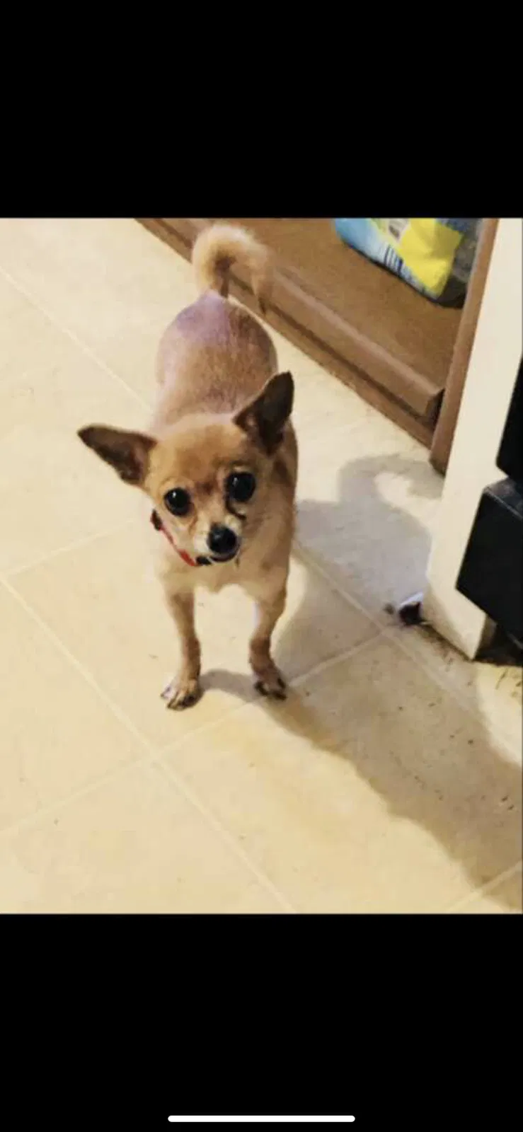 Lost dog in Fort Worth, TX, 76164