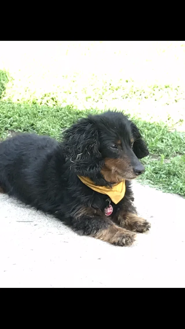 Lost dog in Cambridge, MN, 55008