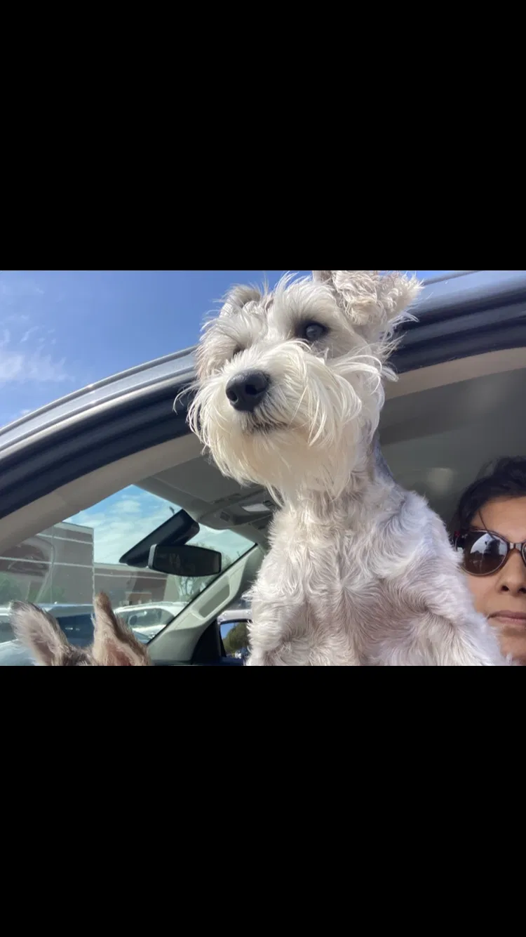 Lost dog in San Antonio, TX, 78249