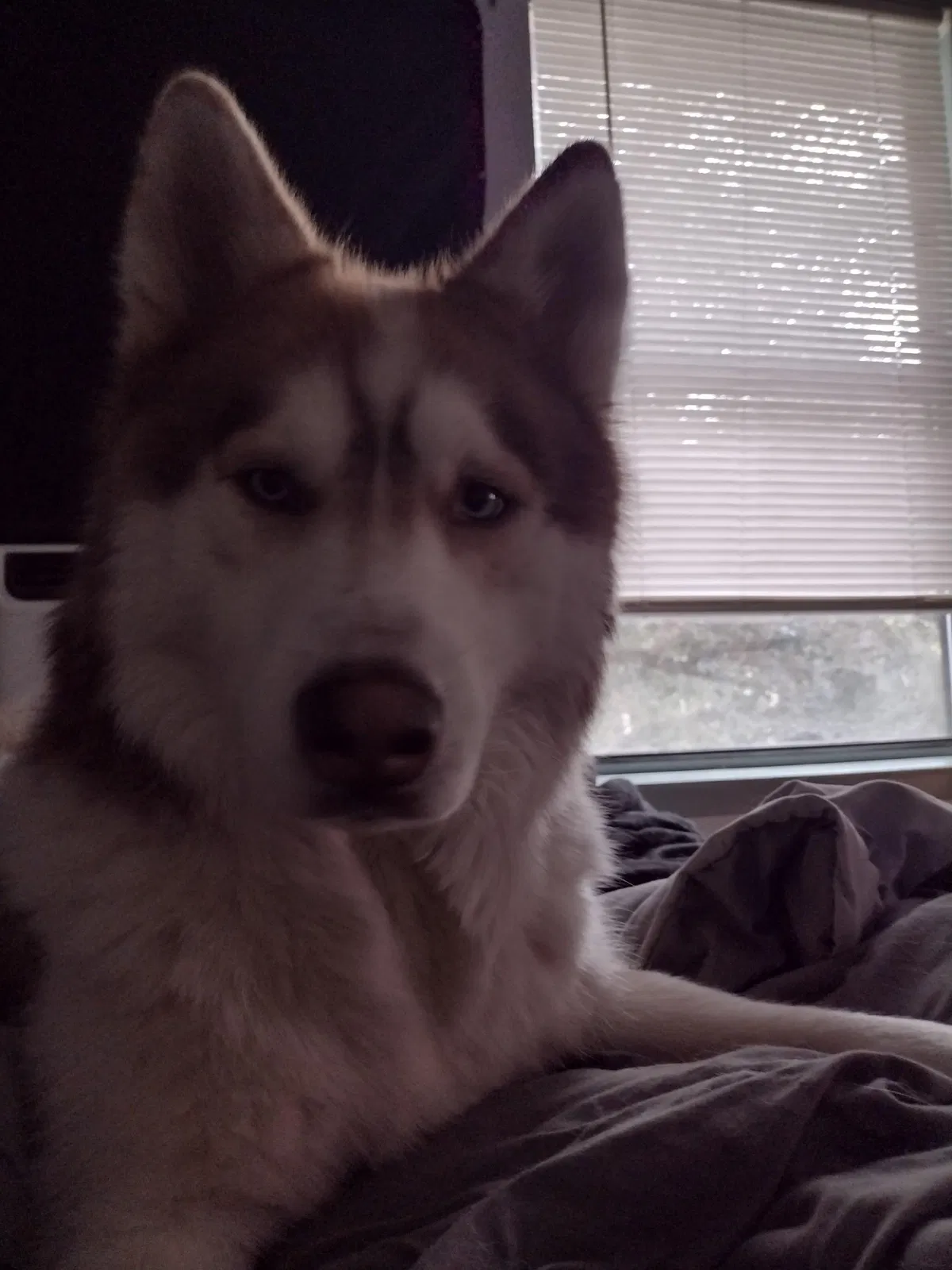 Lost dog in San Antonio, TX, 78250
