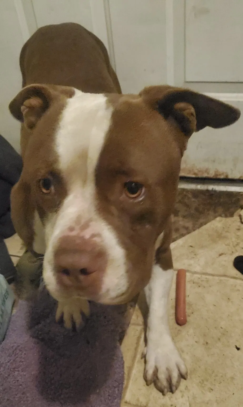 Lost dog in San Antonio, TX, 78227