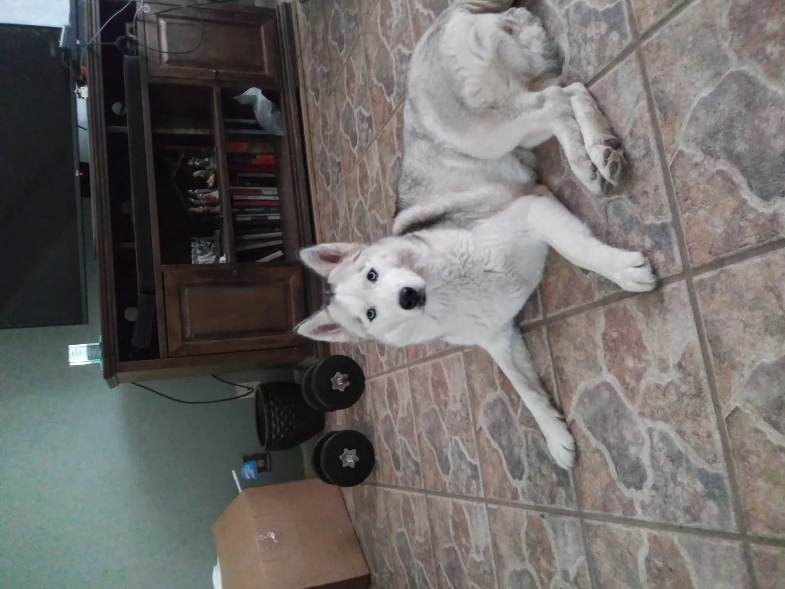 Lost dog in San Antonio, TX, 78250
