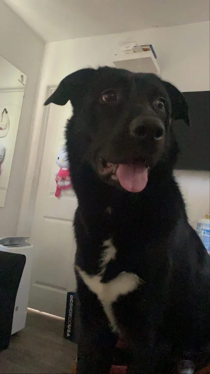 Lost dog in San Diego, CA, 92105