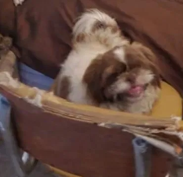 Lost dog in San Antonio, TX, 78207