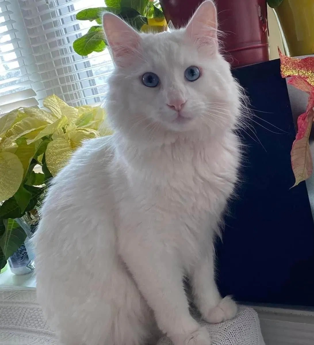 Lost cat in Center Moriches, NY, 11934