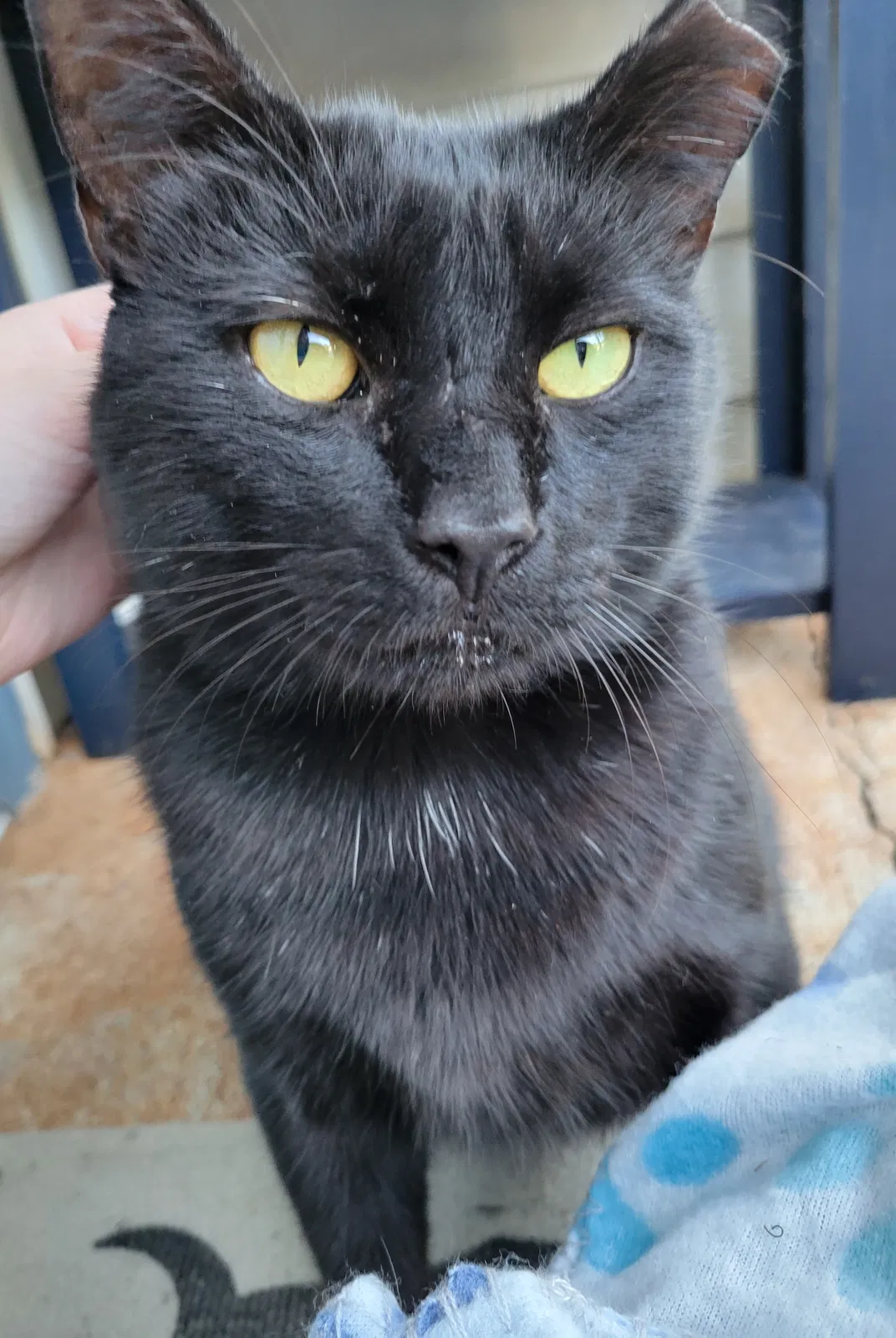 Lost cat in Lynchburg, VA, 24502
