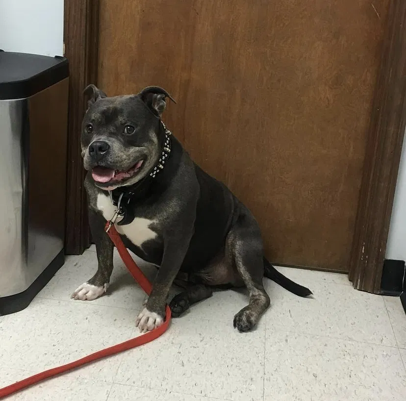 Lost dog in Louisville, KY, 40216