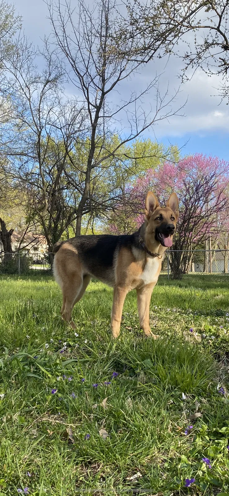 Lost dog in Kansas City, MO, 64138