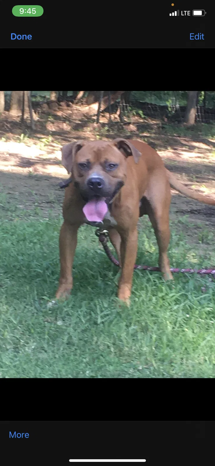 Lost dog in Cleburne, TX, 76031