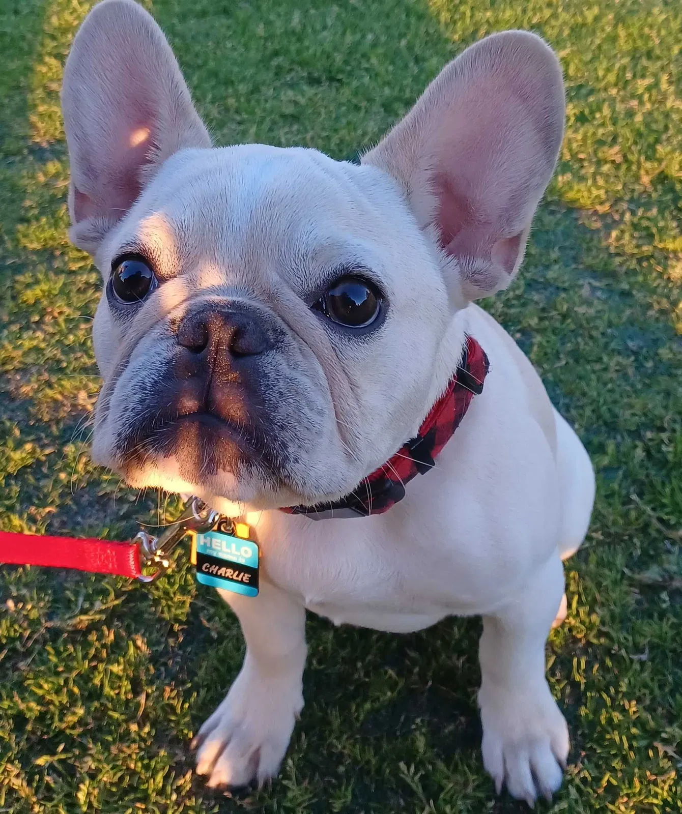 Lost dog in San Diego, CA, 92114