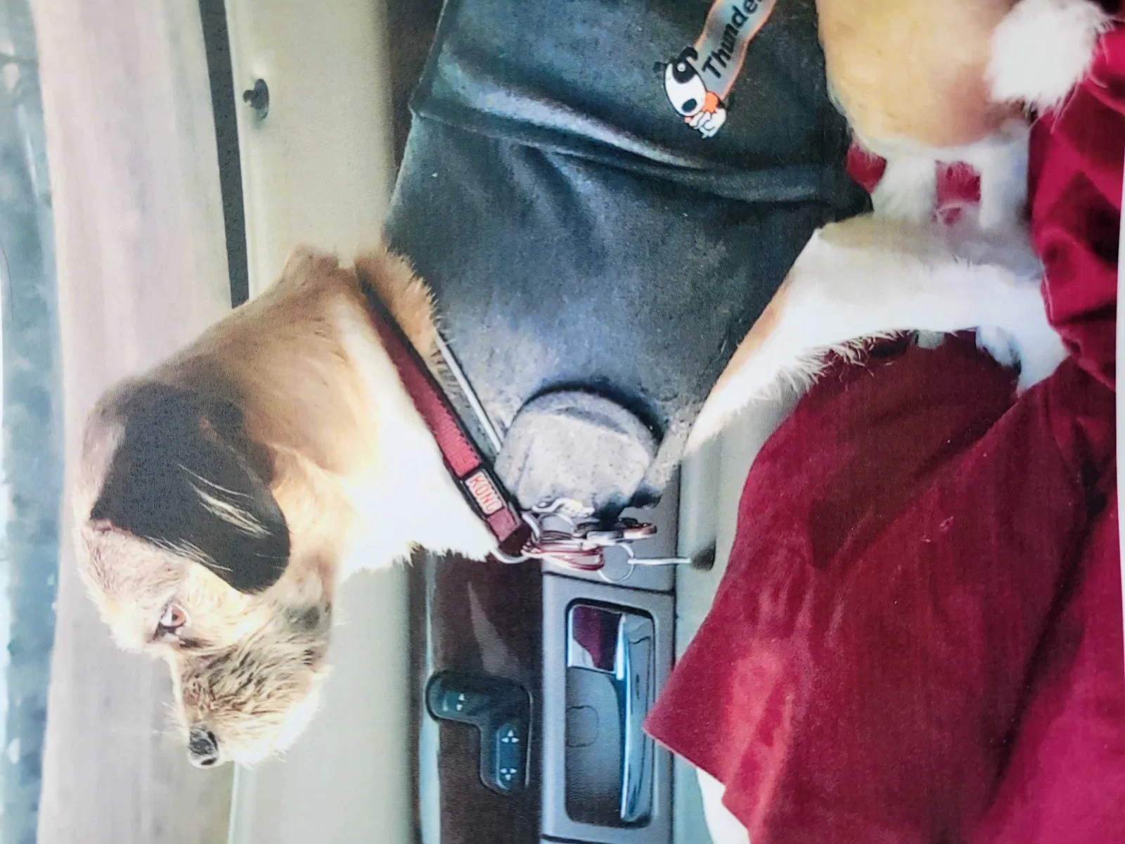 Lost dog in Unknown, CO, 810228