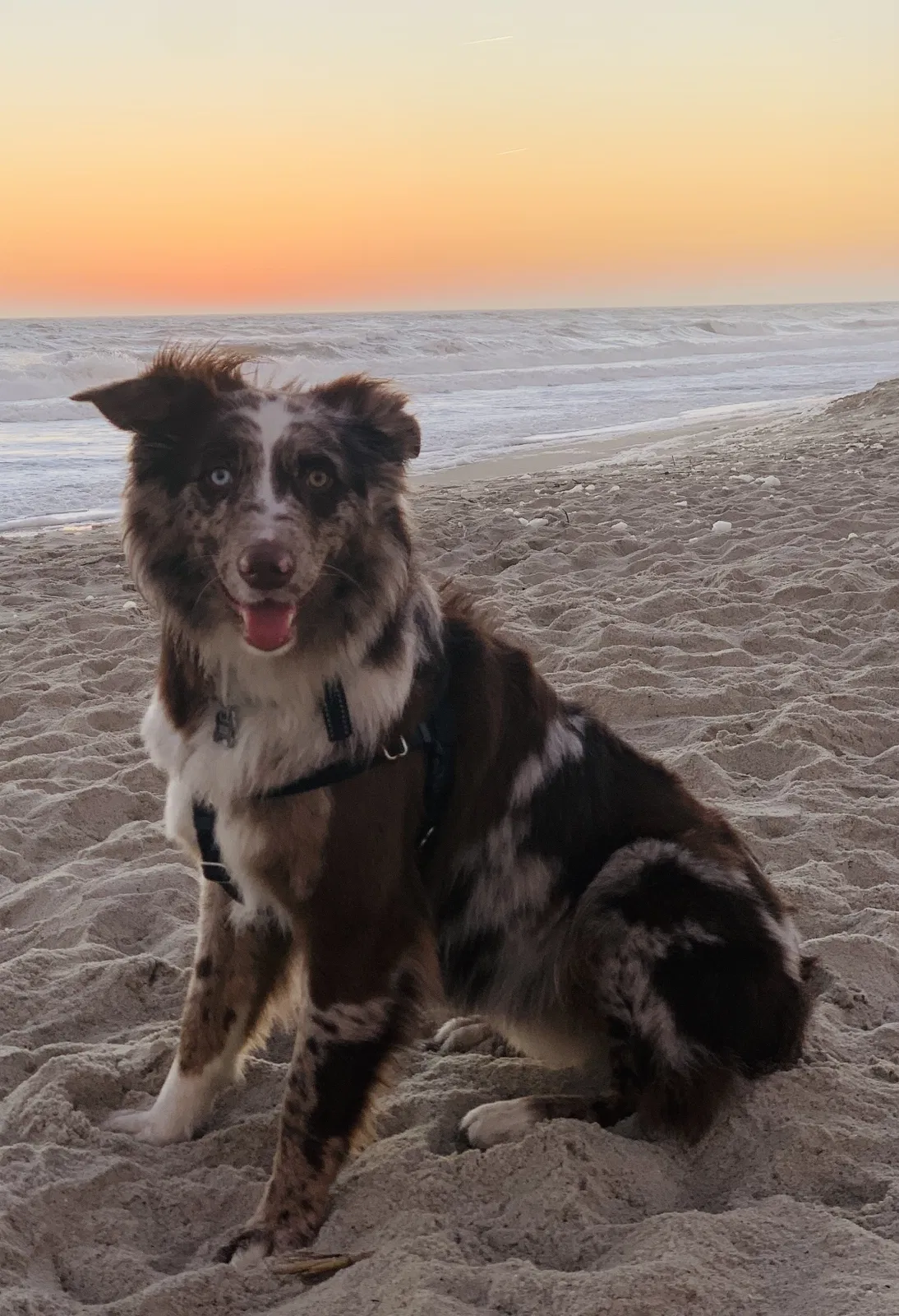Lost dog in Charlotte, NC, 28210