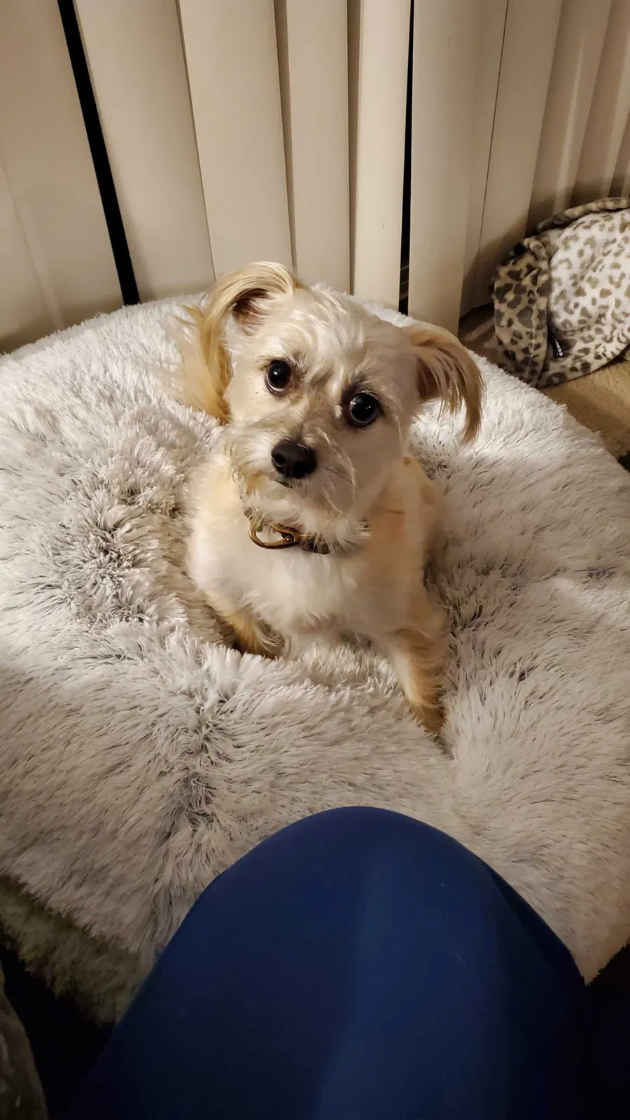 Lost dog in Lucerne, CA, 95458