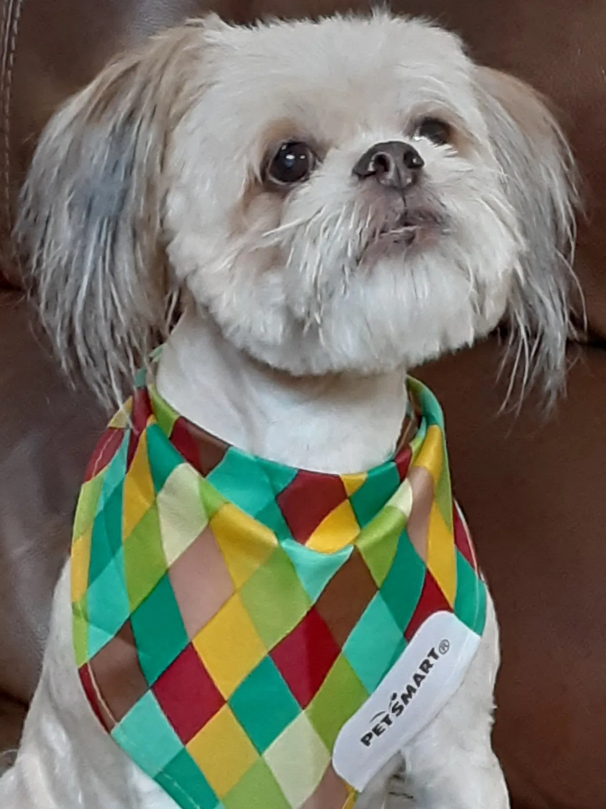 Lost dog in Glendale, AZ, 85301