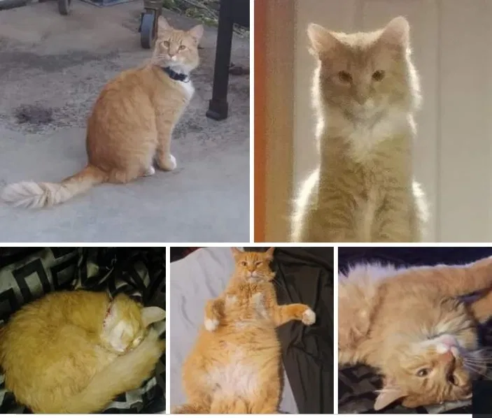 Lost cat in Struthers, OH, 44471