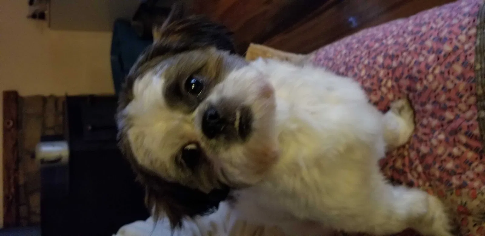 Lost dog in Sevierville, TN, 37876