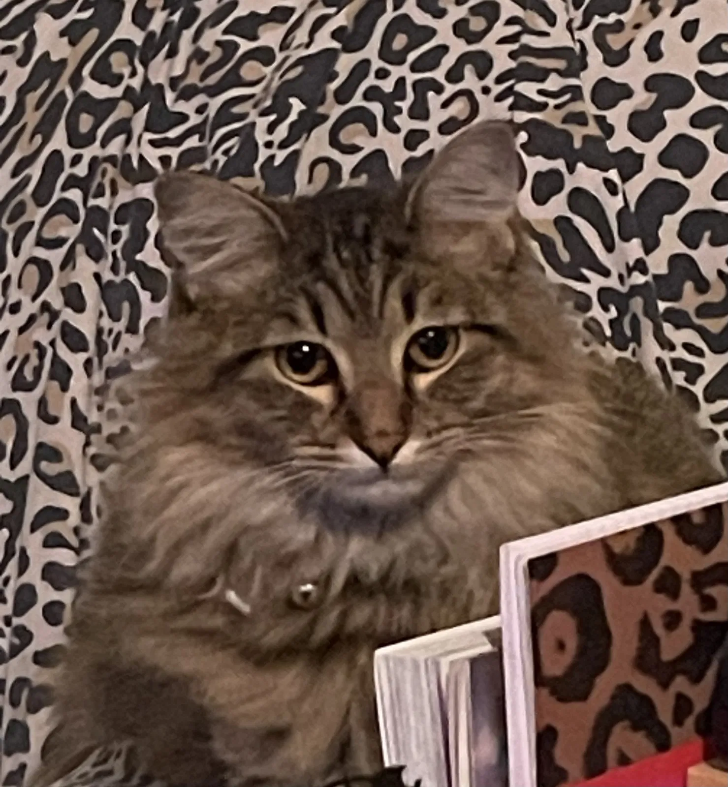 Lost cat in Gilbert, AZ, 85296
