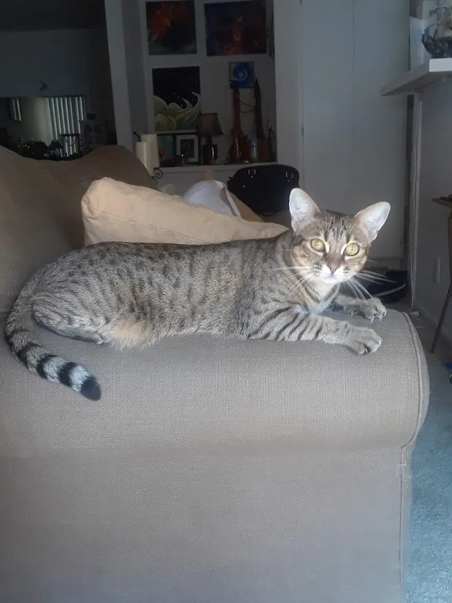 Lost cat in Beaumont, CA, 92223