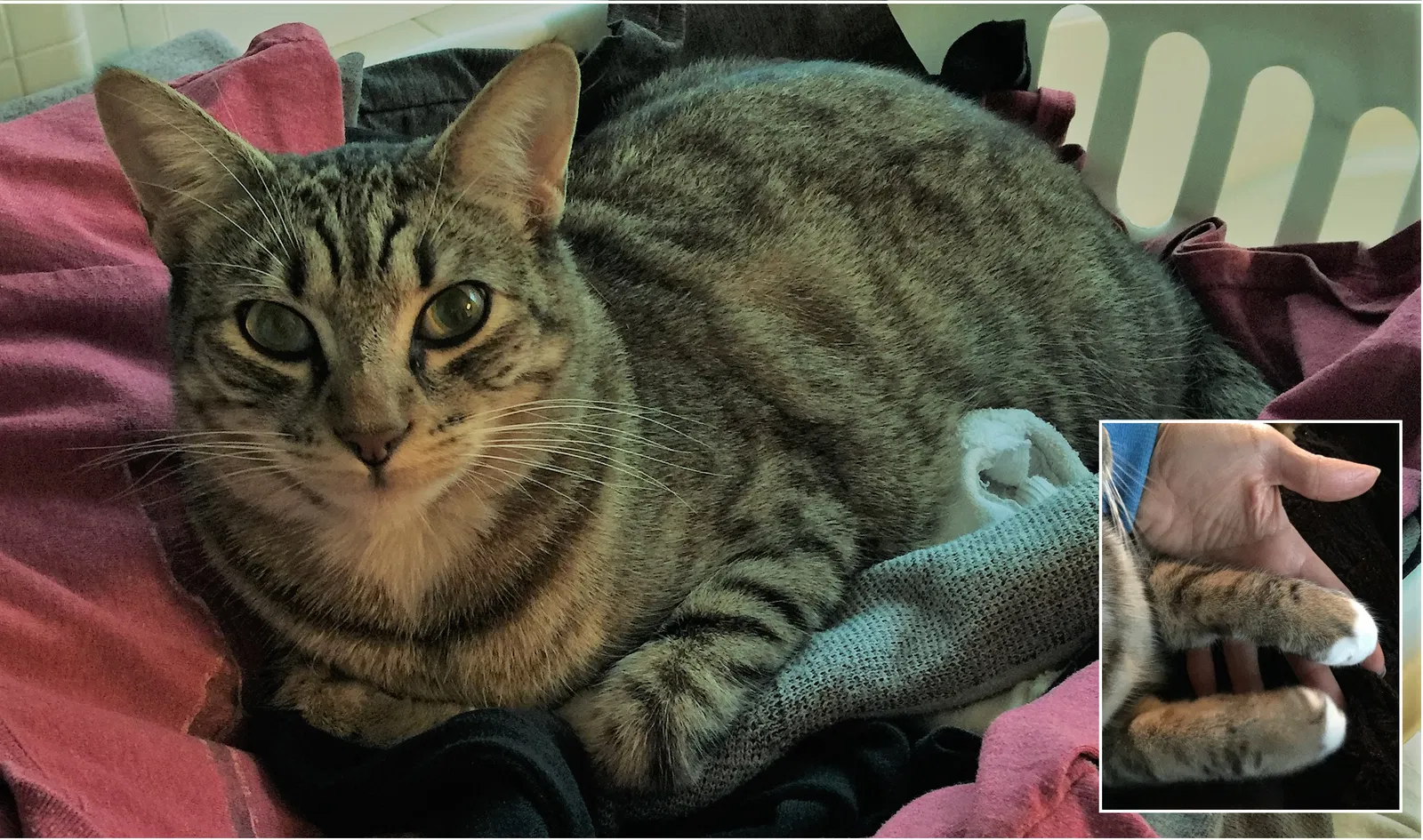 Lost cat in Chico, CA, 95928