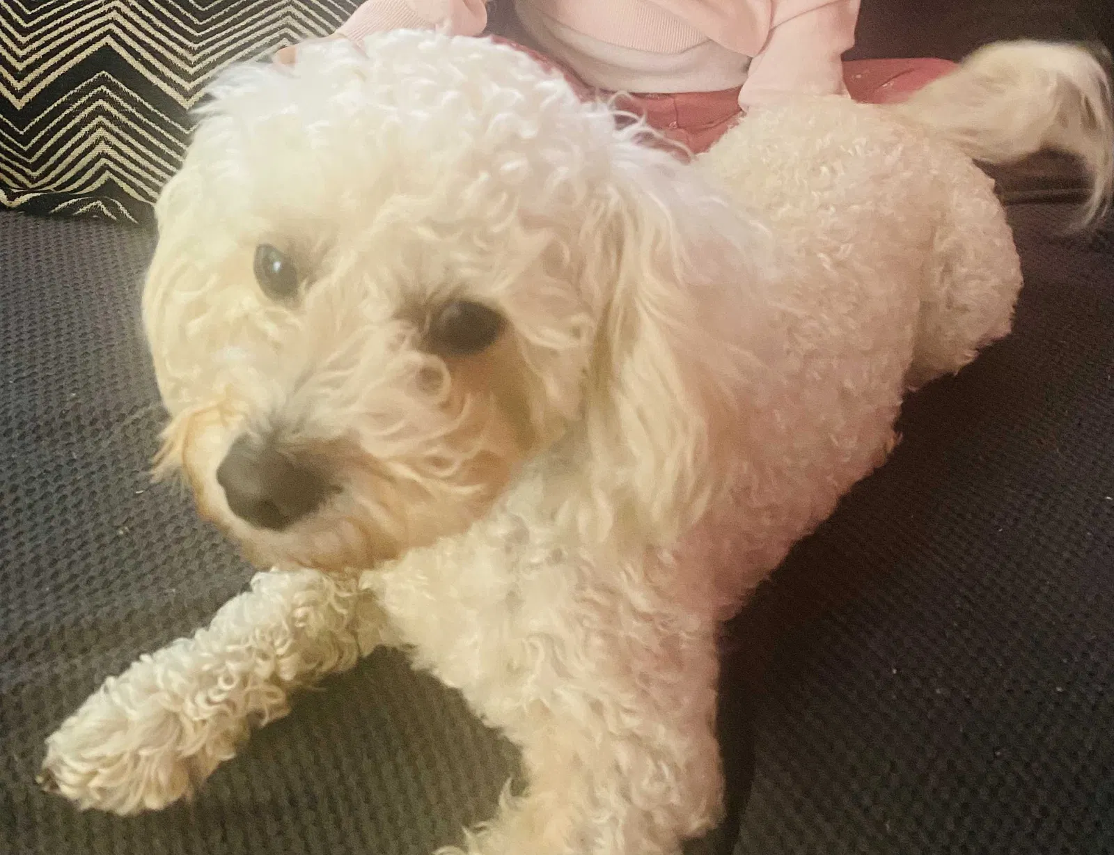 Lost dog in Ontario, CA, 91761