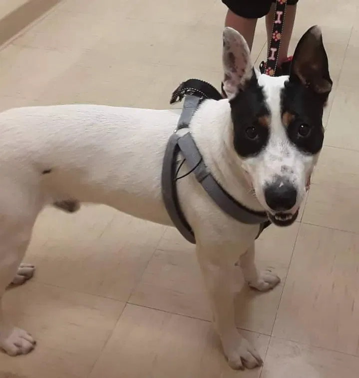 Lost dog in El Paso, TX, 79907