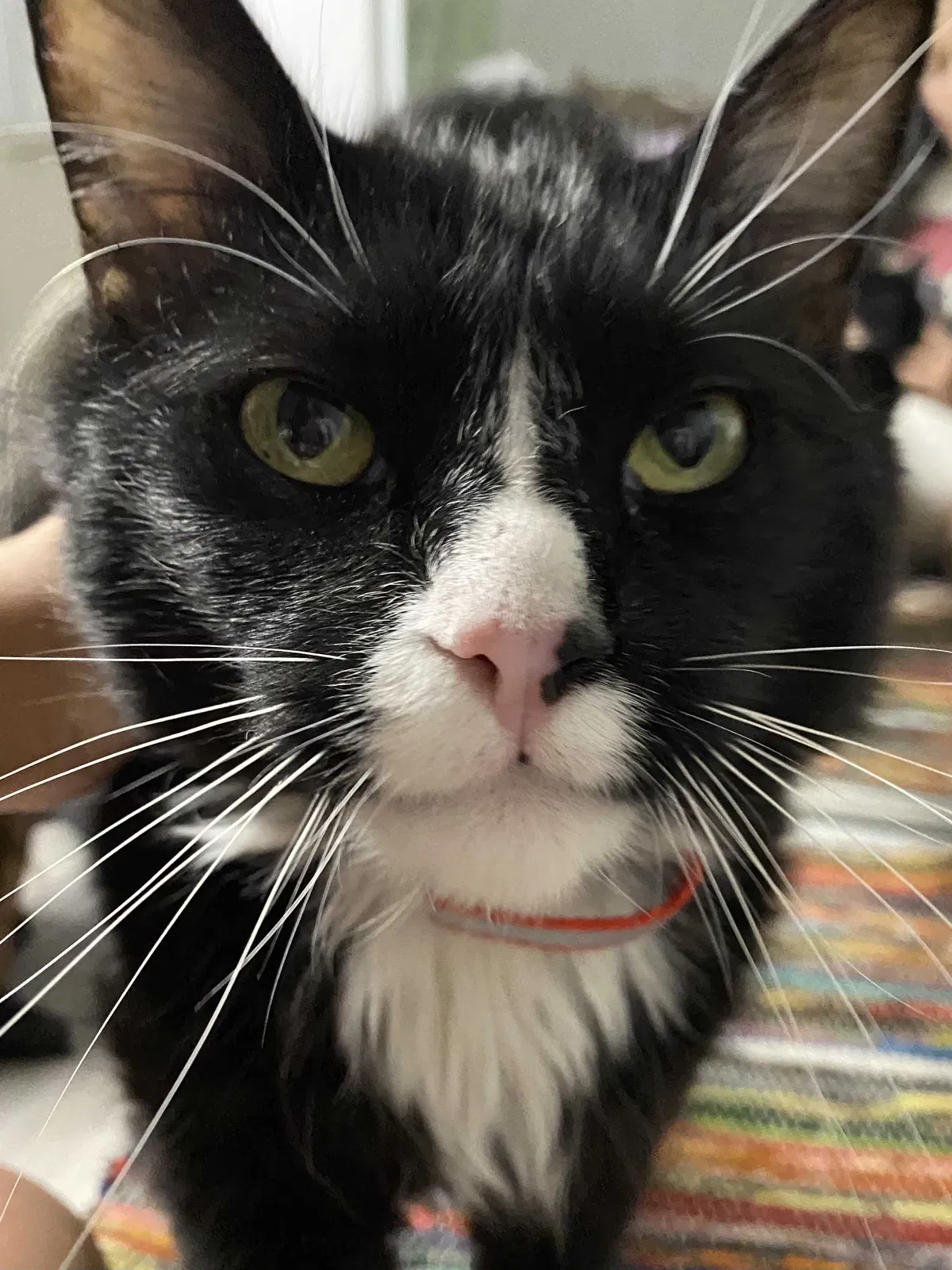 Lost cat in Highland, CA, 92346