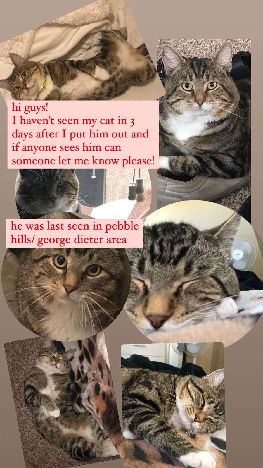 Lost cat in El Paso, TX, 79936