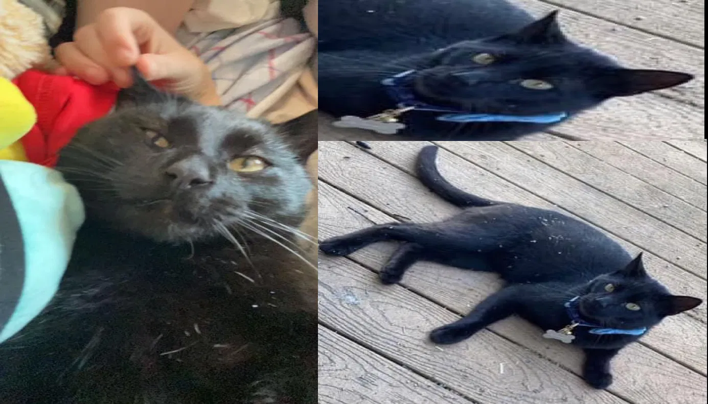 Lost cat in South Haven, MN, 55382