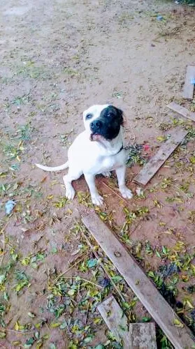 Lost dog in Tuscaloosa, AL, 35404