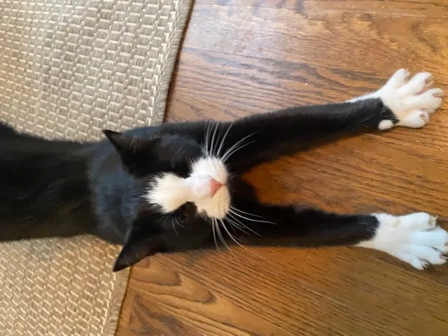 Lost cat in Greensboro, NC, 27401