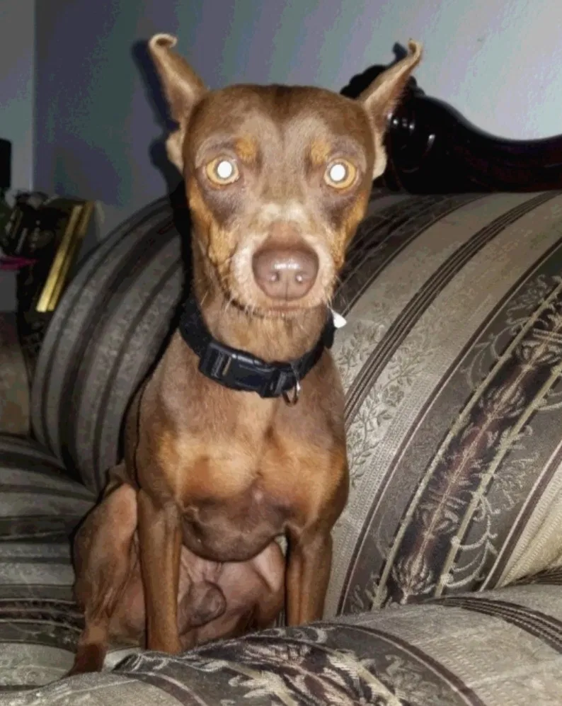 Lost dog in Brownsville, TX, 78526