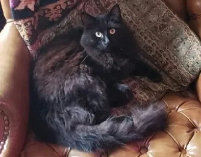 Lost cat in Salt Lake City, UT, 84121