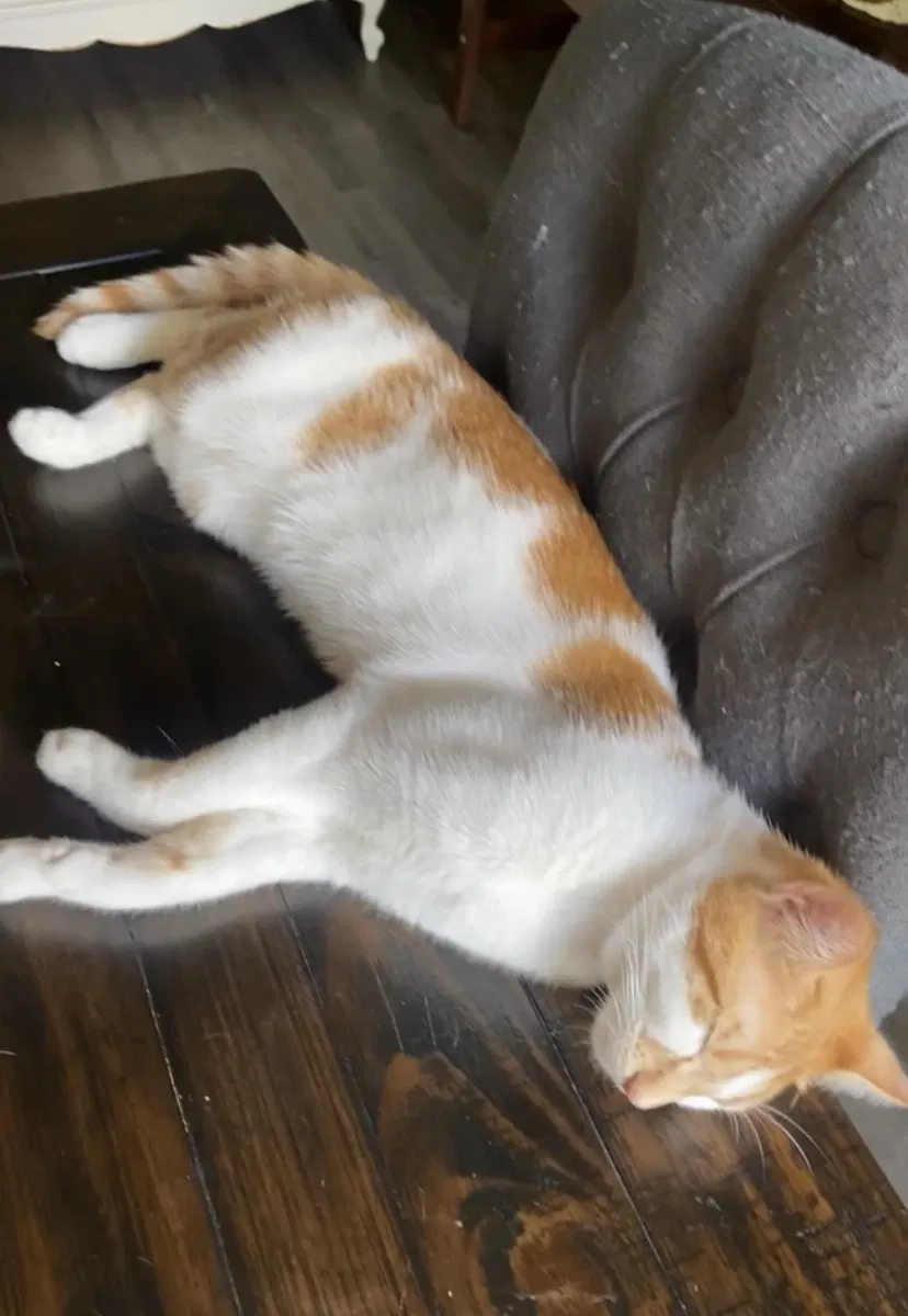 Lost cat in Lake Worth, FL, 33467