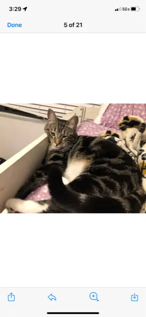 Lost cat in Rancho Santa Margarita, CA, 92688