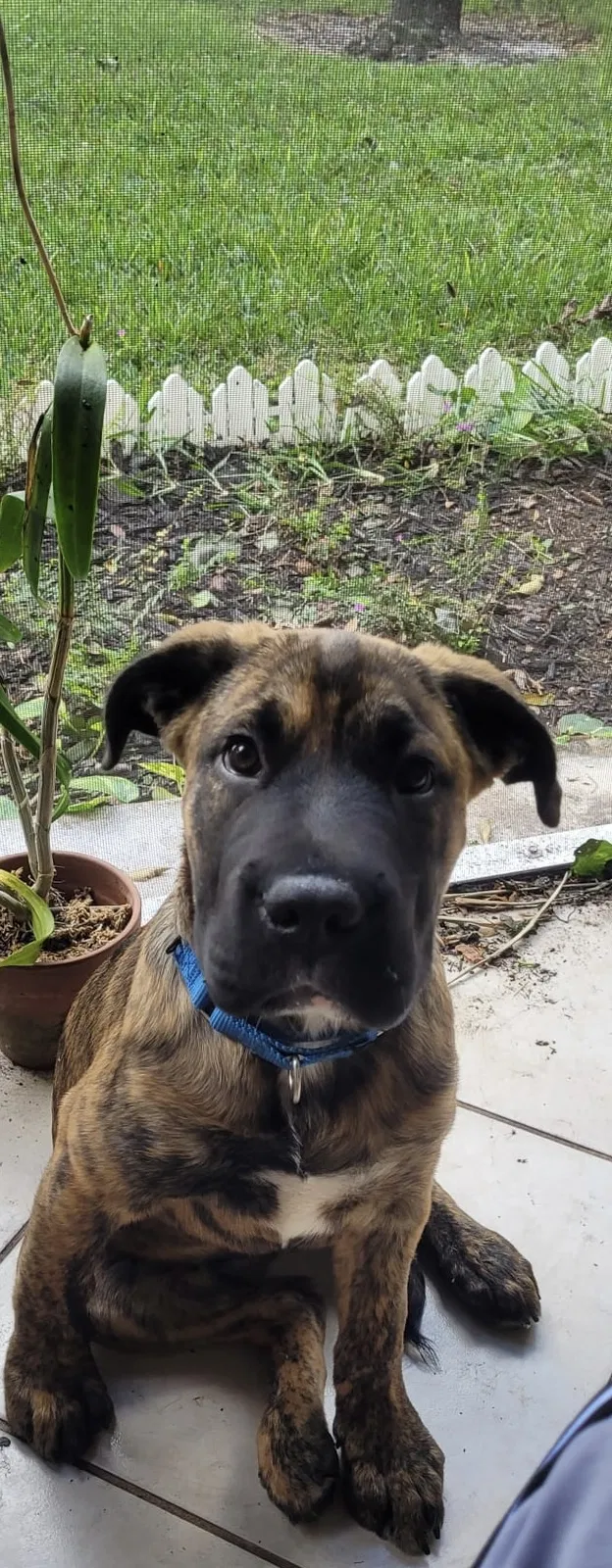 Lost dog in West Palm Beach, FL, 33411
