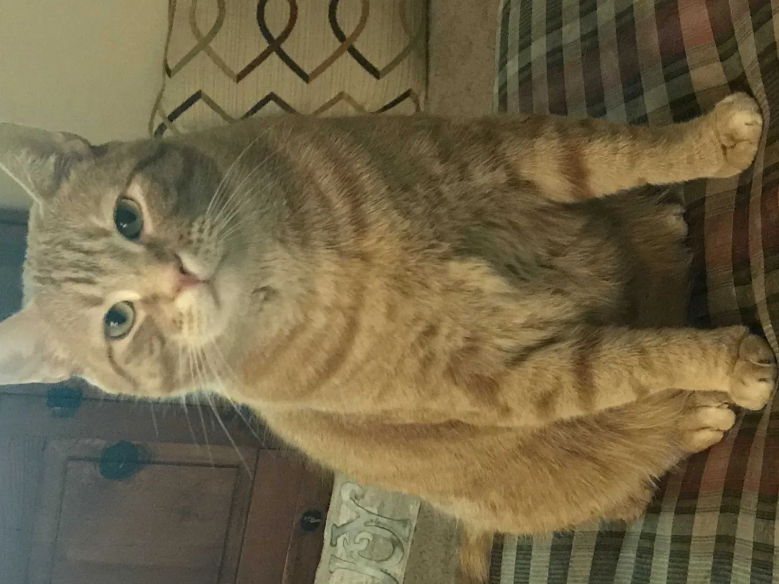 Lost cat in Wake Forest, NC, 27587