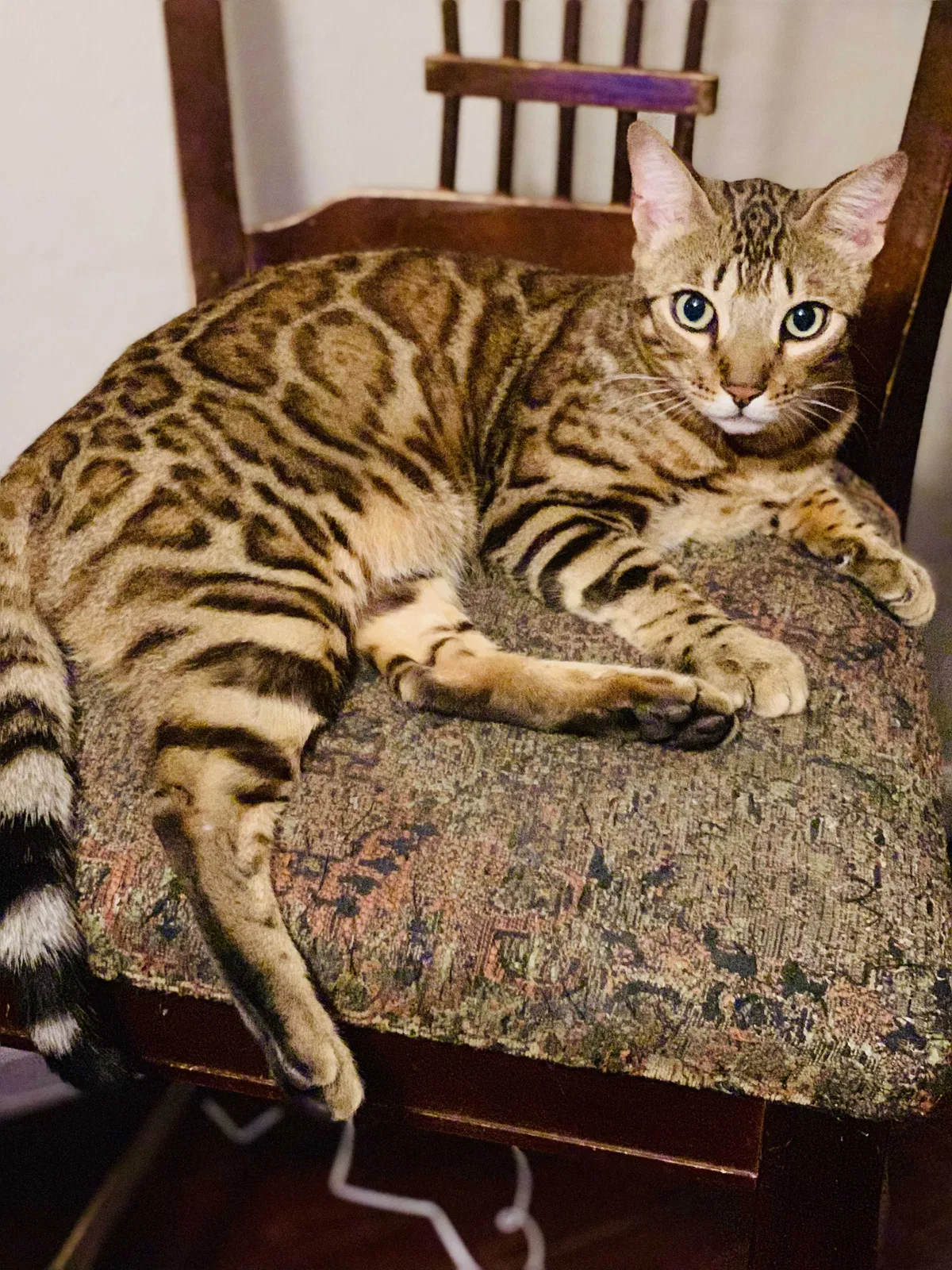 Lost cat in San Diego, CA, 92104