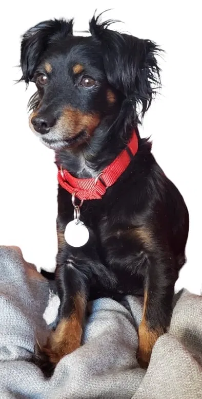 Lost dog in San Diego, CA, 92101